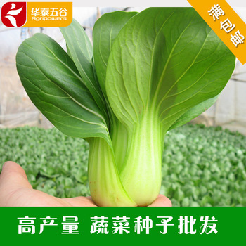 高产青梗菜种子批发 选丹萍蔬菜，获株型优、芽率高、产量丰