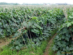 四川新鲜蔬菜批发与零售价格动态分析