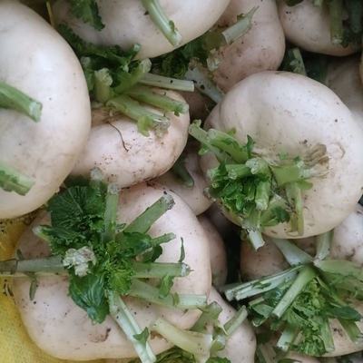 山东临沂兰山区优质盘菜批发，温州新鲜盘菜5斤装仅32元/件