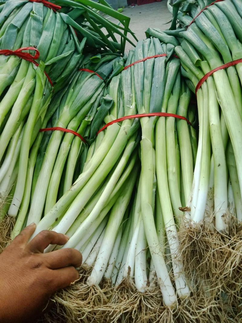 专业蔬菜批发配送 为工厂、学校、医院食堂提供新鲜保障